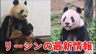 中国パンダ保護研究センターから、シンシンとリーリーに関する最新の動画が公開されました！