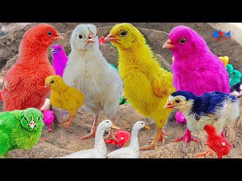 PRIMP Chicken MURGI FUNNY Baby Chicks Small Hen TINY Chicken video