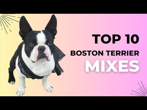 Boston Terrier Mixes: 10 Unexpectedly Amazing Crossbreeds