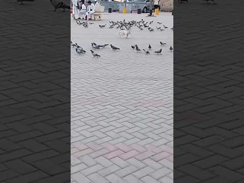 Peaceful pigeons of Makkah. ||Pigeons of Makkah #alharampigeons