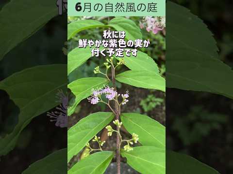 6月の自然風の庭に咲く6種の花木にズーム