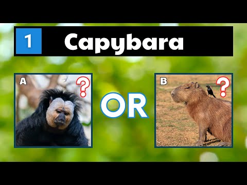 Can You Name These Animals That Start With C? | Guess The Animal Name