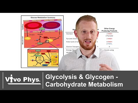 Glycolysis and Glycogen - Carbohydrate Metabolism and Storage