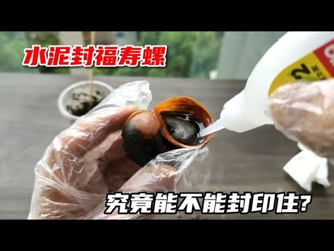 太硬核！直接用502胶水和水泥把福寿螺封印住！竟然还能出来？