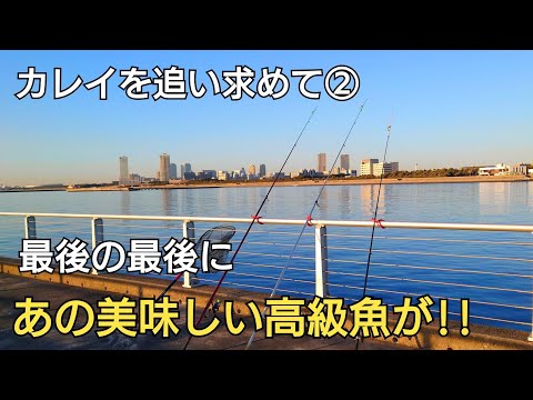 カレイを追い求めて②、真冬の東京湾奥、最後の最後にあの美味しい高級魚がきた!!