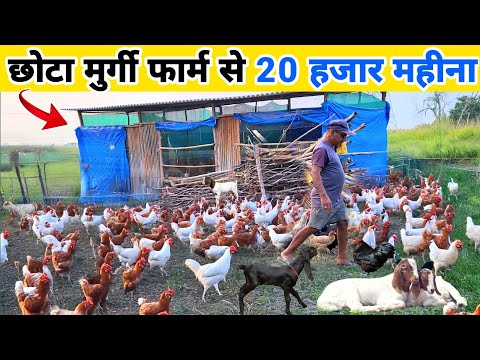 छोटा देसी मुर्गी फार्म से 20000 ₹ महीना कमाई | Small Free-range poultry farming