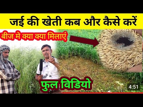 जई की खेती बुवाई कब और कैसे करें // Jai ki kheti kab aur kaise karen | Jai ki kheti |Oat Cultivation