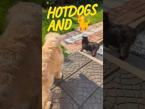 What hot dogs and cats are doing in the backyard #short #dogs and cat #doglife #goldenretriever