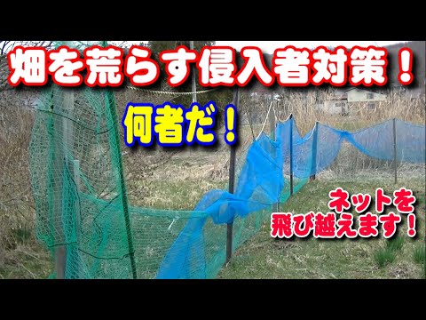 畑を荒らす侵入者対策！毎年農作物が全滅！万全の対策！