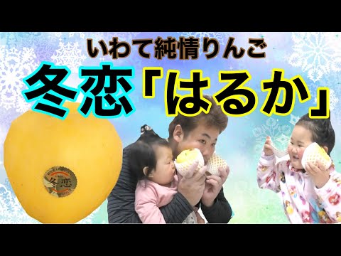 「クリスマス×冬恋はるか”りんご」とってもあま〜いはるかちゃんいただきました♡