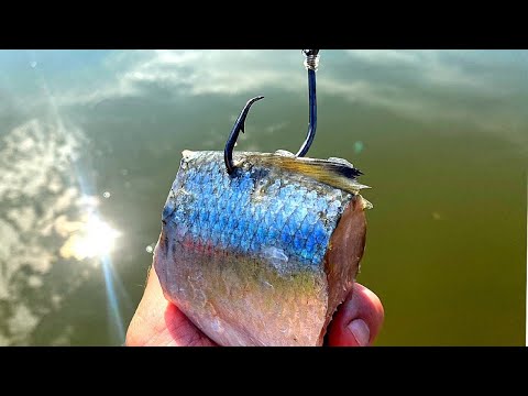 Dropping Big Chunks of Cut Bait Below the Dam