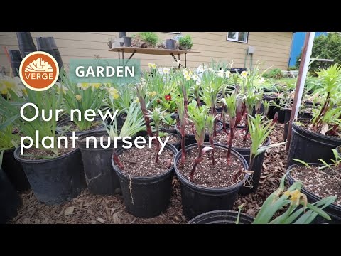 Make Money Selling Plants in Your Backyard! - Our New Plant Nursery