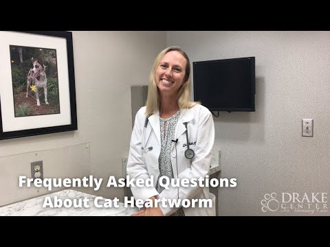 Frequently Asked Questions About Cat Heartworm