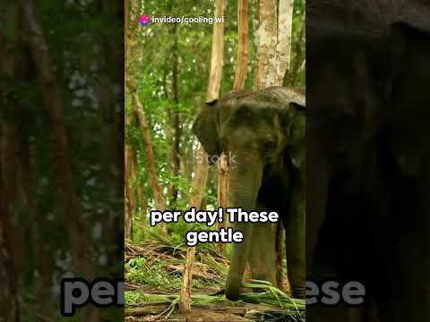 3 INSANE WAYS THAT ELEPHANTS SLEEP