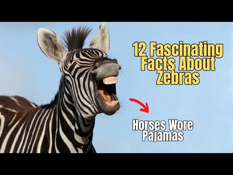 ✅ 12 Facts About Zebras 🦓 Why does Zebra have Stripes 🐎 Zebra Interesting Facts  ❌