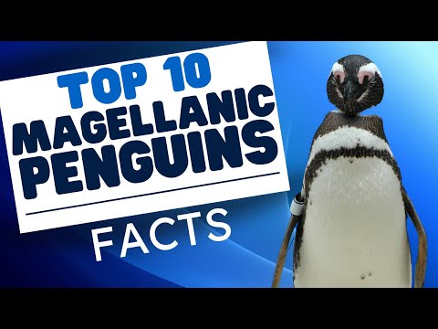 Top 10 Magellanic Penguin Fun Facts - Penguins 101