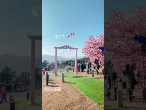 2022 Japanese Cherry Blossoms🌸Kawazu Cherry Blossoms｜Mt.Fuji🗻｜1 Day Tour｜Sakura｜Kawazuzakura｜#shorts