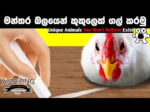 සතුන්ගේ ඔබ හීනෙකින්වත් නොහිතපු අරුම පුදුම දේවල් Abirahas Gaweshanaya