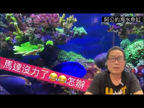 Does the fish tank motor need to be cleaned regularly-Grandpa's Seawater Fish Tank