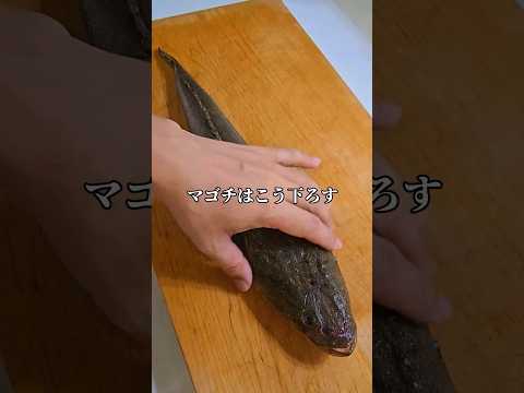 マゴチの簡単な捌き方 #マゴチ #三枚おろし #さばき方