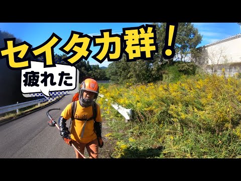 セイタカ群の草刈りは疲れる！