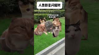 读书钱和救命钱不能碰 #正能量 #正义 #英雄 #猫meme #猫meme小剧场  #cat #故事 #funny  #貓 #搞笑 #pets  #迷恋 #寵物 #萌宠