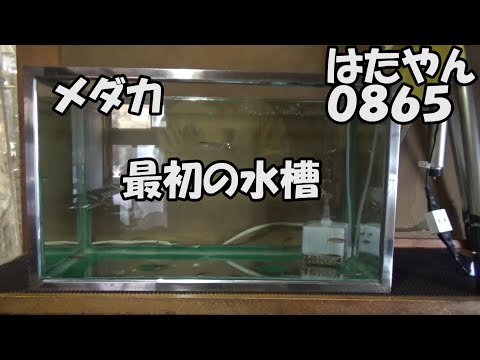 メダカ　最初の水槽（再放送　はたやんドットコムメダカ）