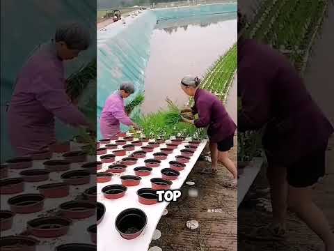 Chinese double farming technique #DoubleFarming #SustainableAgriculture #RiceAndFishFarming #China