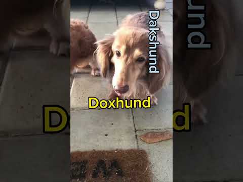 How do you pronounce Dachshund? #dog #teckeldog #dachshund #weinerdog #sausagedogs