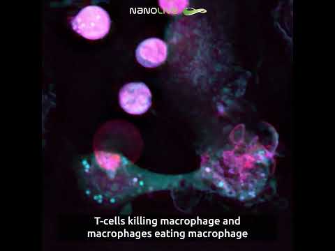 T cell killing macrophage and macrophages eating macrophage