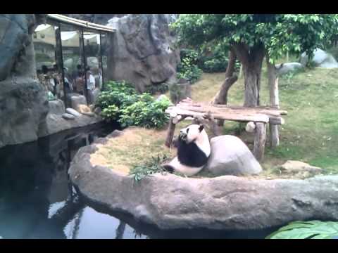 Panda at ocean park