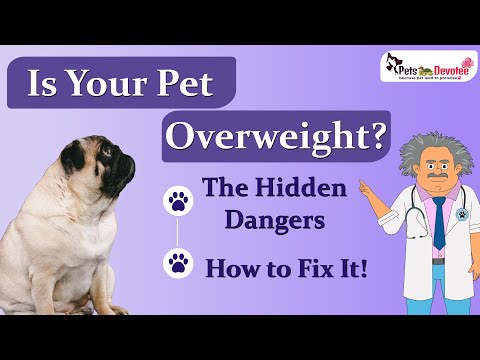 Obesity in Pets Causes, Health Risks, and Prevention Tips.