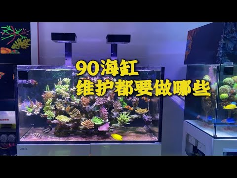 海缸到底难不难养？一起来看看90海缸的全流程维护吧