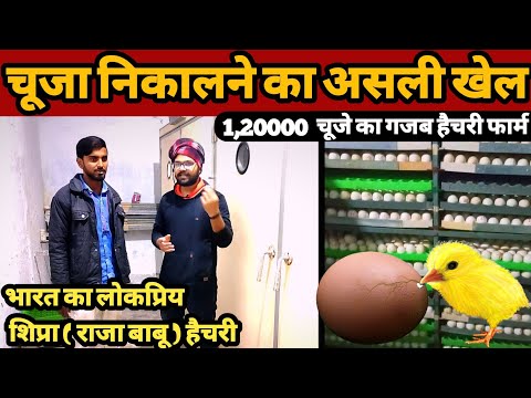 कड़कनाथ, सोनाली मुर्गी, बत्तख, chuja kaha milta hai | hatchery chicks | chuja murgi