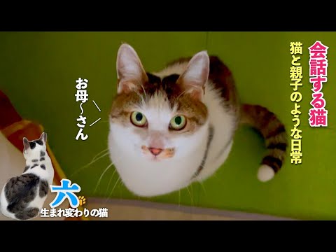 「会話する猫」おしゃべり猫の六と親子のような日常 | 猫は言葉を理解し会話をする | [生まれ変わりの猫] 六