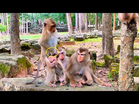 Monkey Rainbow is so strange, why is Rainbow trying to pull Baby Luno away from mom..!!