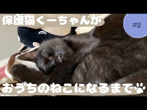 まっくろ保護猫のくーちゃんがおうちのねこになるまで