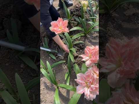 Beautiful Amaryllis Flowers What Color You Prefer? #garden #gardening #flower