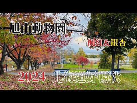 2024北海道好暢秋｜北海道旭川｜旭山動物園#賞楓篇 @ H.Y.