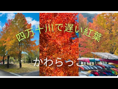 四万十川の風に光る紅葉！カヌーの里「かわらっこ」(高知)