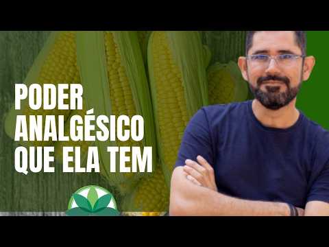 Palha de Milho: Poder Analgésico dessa folha