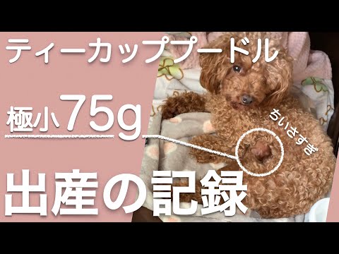 【ティーカッププードルを出産】極小７５グラム！！陣痛から出産、そして母の愛♡