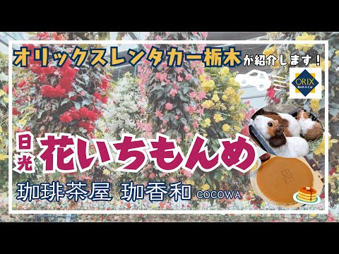 【日光観光】1年中ベゴニアが楽しめる『日光花いちもんめ』｜ 鬼怒川温泉駅周辺！隠れ家カフェ 『珈琲茶屋 珈香和 -COCOWA-』