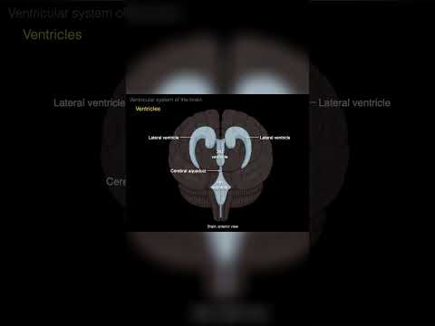 Lateral ventricles from anterior view #shorts  #science #anatomy #doctor