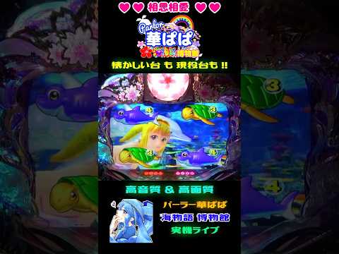 最初見たとき🐠魚群＋巨大魚系リーチ＝🎯大当り濃厚🎯と思った演出😖🐬マリンちゃん＆ちゅらちゃんリーチ🐬【 パーラー華ぱぱ・海物語 博物館 】ショート動画 #shorts