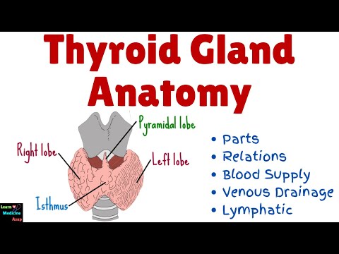 Thyroid Gland Anatomy – Parts, Relations, Blood Supply, Venous Drainage, Lymphatic , Physiology