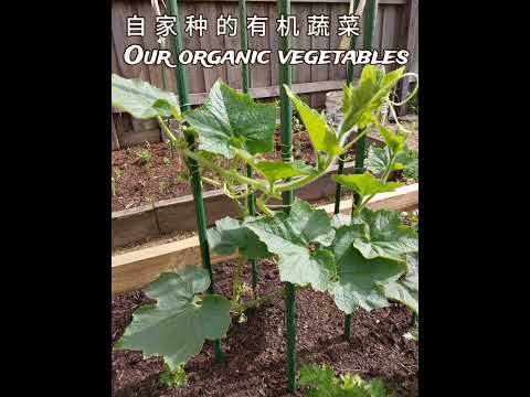 Home-grown organic vegetables. 自家种的有机蔬菜 #vegetables #organicvegetable #garden #种菜 #蔬菜 #有机蔬菜 #菜园