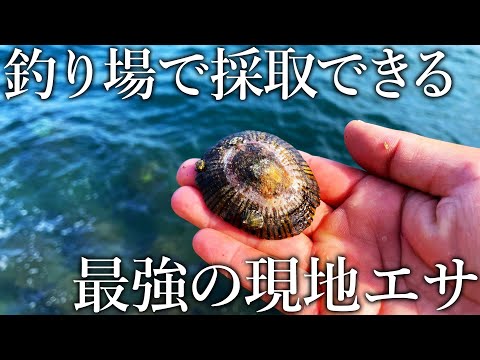 釣り場で見かける謎の貝…実は巨大な魚が狂ったように釣れる最強エサ