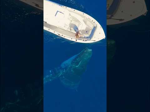 How would you feel having this connection with a whale!? #humpbackwhale #viral