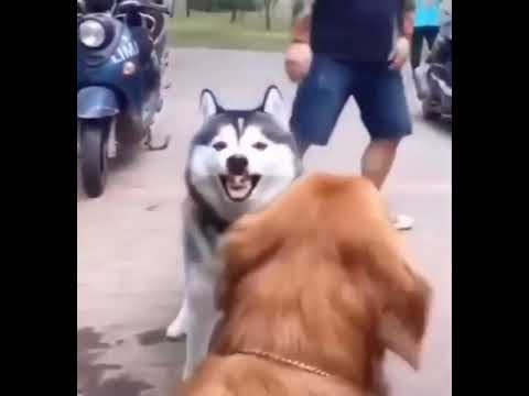 搞笑哈士奇 Funny dog